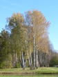 Берёзы