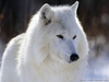 White Wolf 