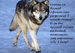 Wolf 1