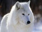 White Wolf 