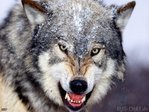 Volf