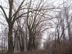 ST0005