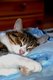 Котейка