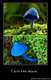 BlueMashrooms