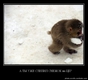 snowMonkey
