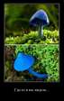 BlueMashrooms
