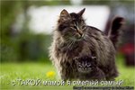 kotomatrix_266