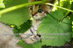 kotomatrix_221