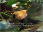 kotomatrix_264