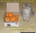 kotomatrix_151