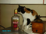 Моему коту на похмелье)))