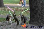 pimp juice [from www.metacafe.com] #19