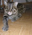 король 