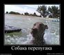 830065_sobaka-perepugaka