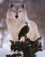 wolf-and-eagle