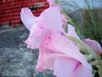 z_894515a1