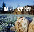 НА ВСЁ! МУР МАУУУУ