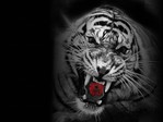 animals40[1]