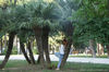 getImage6