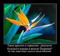 Demotovator (84)