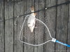 IMG-1501223299757-V