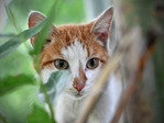 кот