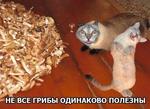 _MiX-LG9TnU
