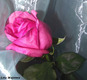 DSCF0516