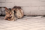 Мои работы:О кошках
