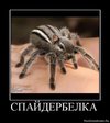 1282467953_868049_spajderbelka