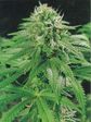 cannabis1