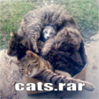 catsrar-468x468