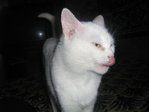 Моя котЭ
