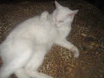котЭ :)