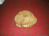 Images-0015 (5)