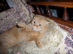 Images-0015 (26)