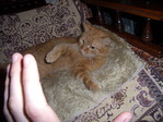 Images-0015 (25)