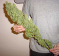 dwcroom_2