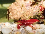 Lysmata_debelius