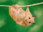 animal-wallpapers-1600x1200-27