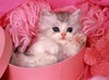 images (11)