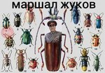 Жуков