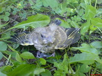 DSC01458