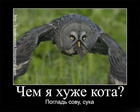 Неясыть