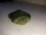 Нюха