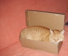 кот сеня