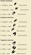 легкие 10-15 средние 20-25 трудные 30-40