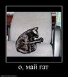 1324208180_828164_o-maj-gat