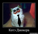 Котэ джокер