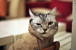 КОТЭ на моде